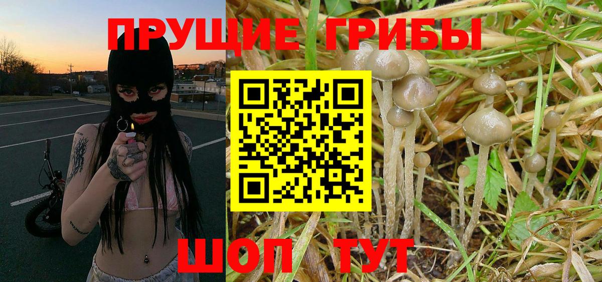 Рассказово  Псилоцибиновые грибы ЛСД  Вход с VPN  Псилоцибиновые грибы MAGIC MUSHROOMS 
